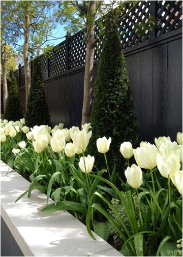 Belgravia Mews